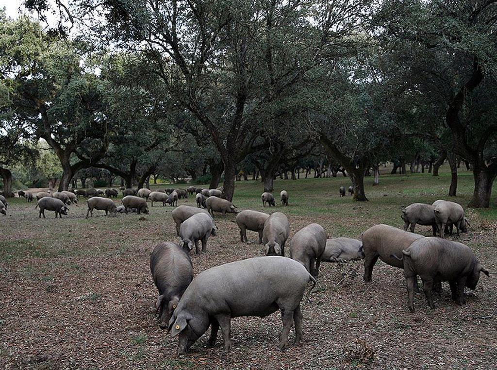 Hospederia Reina De Los Angeles Aracena Buitenkant foto
